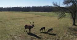 2 działki budowlane w Gałkówku pod Łodzią